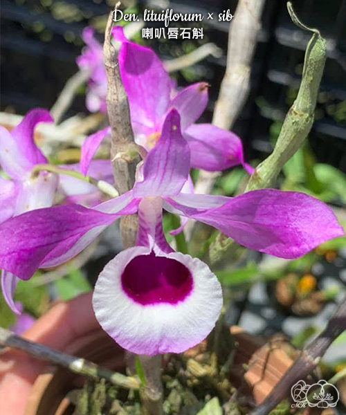 美琪園藝Miki Orchid - 批發專區